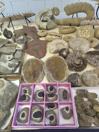 Fósiles Colección Variada