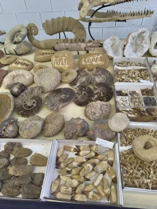 Fósiles Colección Variada