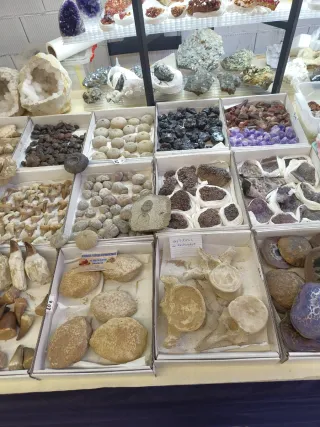 Fósiles Colección Variada