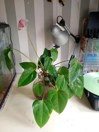 Plantas para acuario emergidas