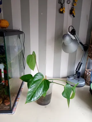 Plantas para acuario emergidas