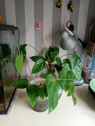 Plantas para acuario emergidas