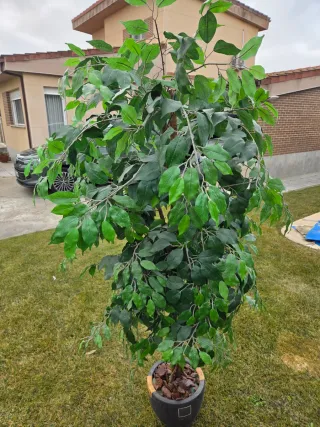 Ficus Artificial Decorativo