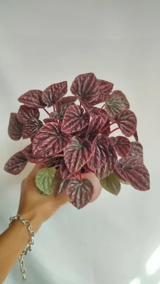 Peperomia Red Lima Planta
