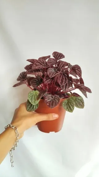 Peperomia Red Lima Planta