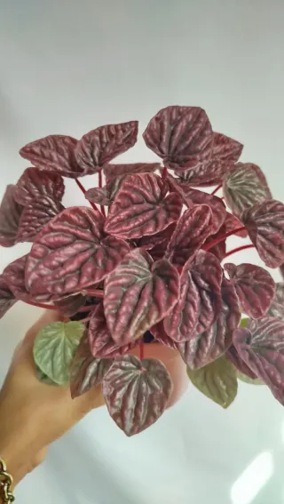 Peperomia Red Lima Planta