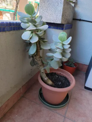 Planta Jade con maceta.