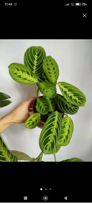 Pack OFERTA 3 Marantas