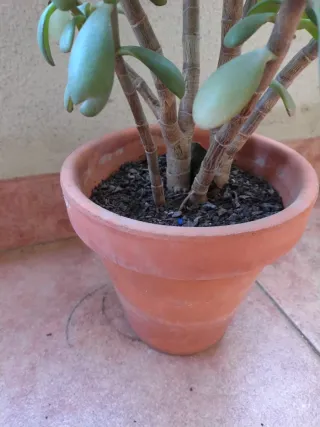 Planta Jade en maceta de barro
