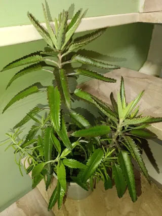 Planta Kalanchoe Espinazo del Diablo