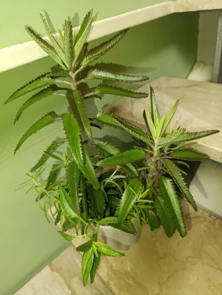 Planta Kalanchoe Espinazo del Diablo