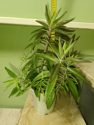 Planta Kalanchoe Espinazo del Diablo