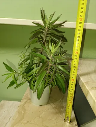 Planta Kalanchoe Espinazo del Diablo