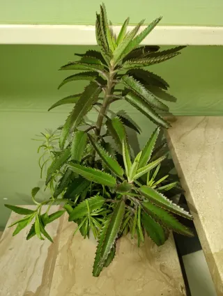 Planta Kalanchoe Espinazo del Diablo