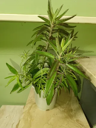 Planta Kalanchoe Espinazo del Diablo