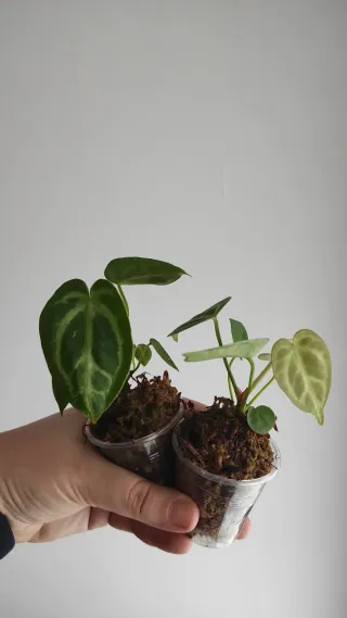 Anthurium Crystallinum x Pallidiflorum