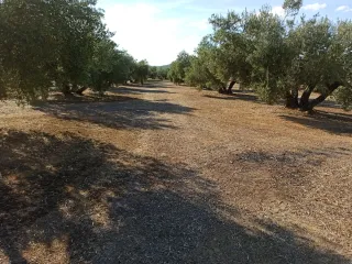 Finca de olivar