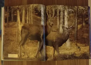 Grande enciclopedia per ragazzi Animali volume 1