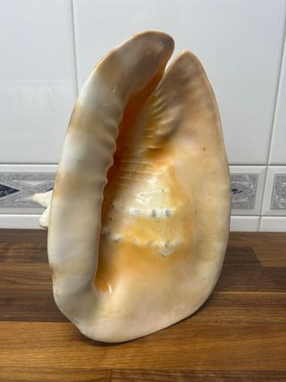 Cassis Cornuta Caracola de Mar 30cm