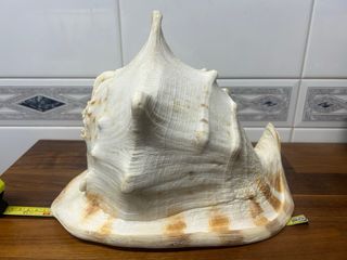 Cassis Cornuta Caracola de Mar 30cm