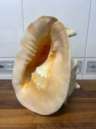 Cassis Cornuta Caracola de Mar 30cm