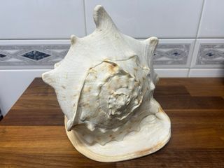 Cassis Cornuta Caracola de Mar 30cm