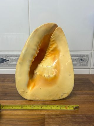 Caracola de mar Cassis Cornuta