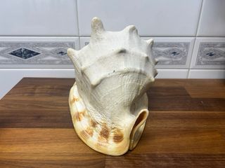 Caracola de mar Cassis Cornuta