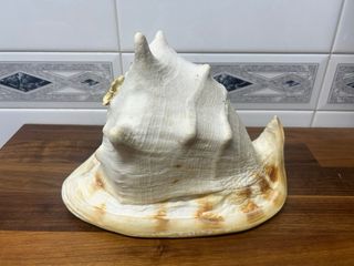 Caracola de mar Cassis Cornuta