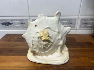 Caracola de mar Cassis Cornuta