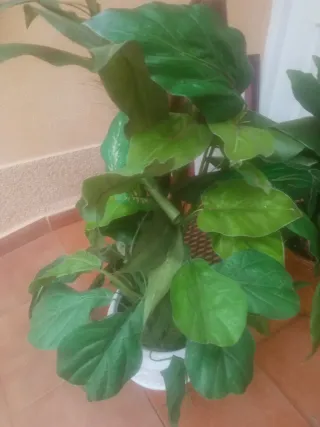 Planta artificial decorativa