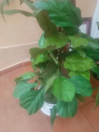 Planta artificial decorativa