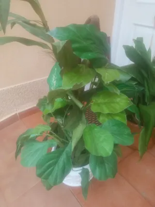 Planta artificial decorativa