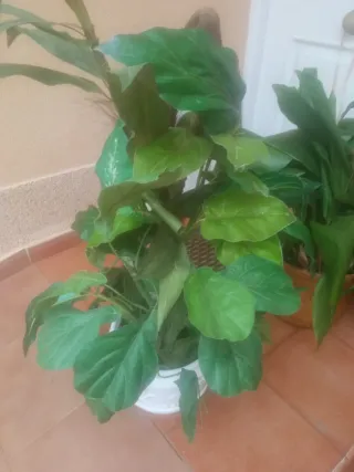 Planta artificial decorativa