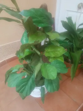 Planta artificial decorativa