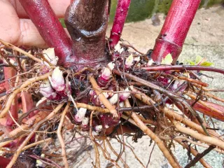 Rizomi di Yacon