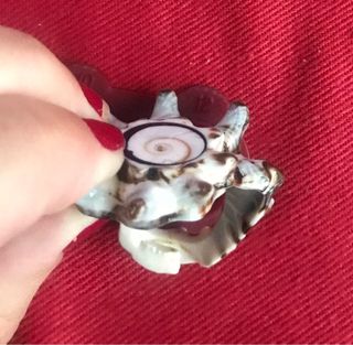 Anillo concha marina