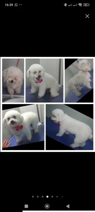 Servicio de Baño y corte para tu mascota