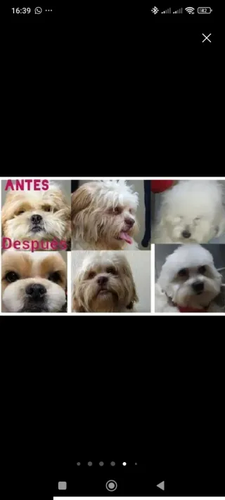 Servicio de Baño y corte para tu mascota