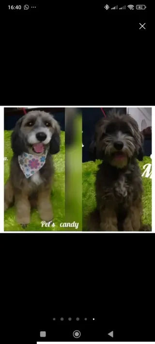 Servicio de Baño y corte para tu mascota