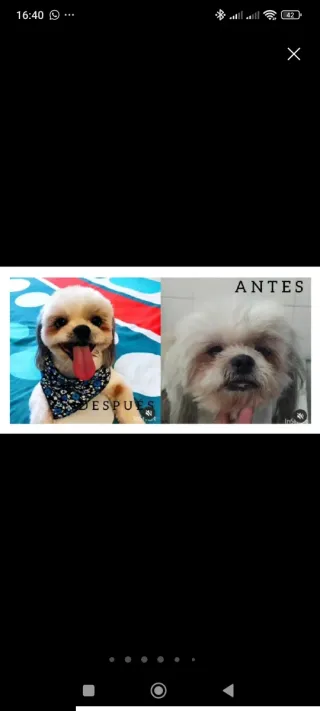 Servicio de Baño y corte para tu mascota