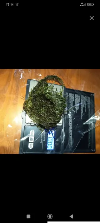 Muschio di Java per acquario