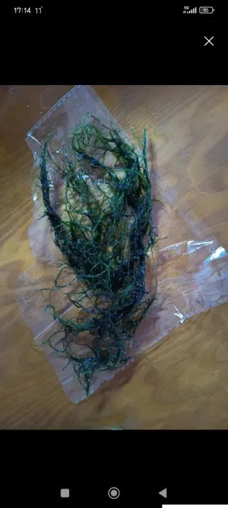 Muschio di Java per acquario