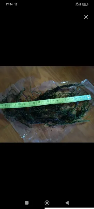 Muschio di Java per acquario