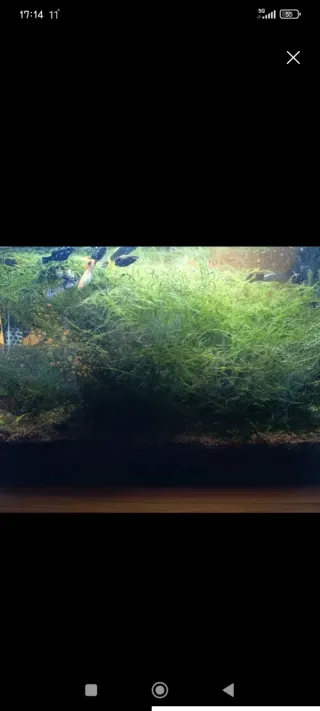 Muschio di Java per acquario