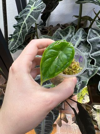 Alocasia Dragon Scale 3