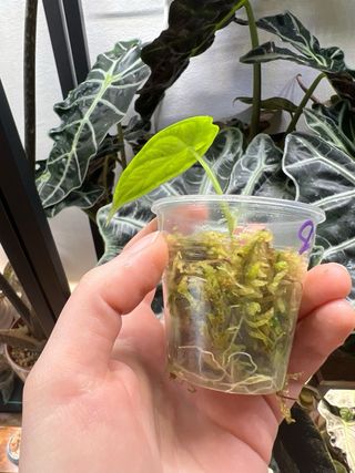 Alocasia Dragon Scale 3