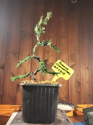 Prebonsai Chamaecyparis Joven