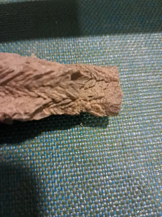 Piedra Fósil de Excavación