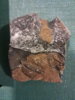 Fósil de trilobites en roca